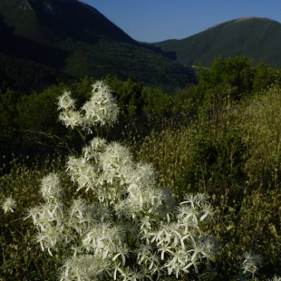 Clematis flammula